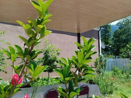 gunluk kiraye evler 2025