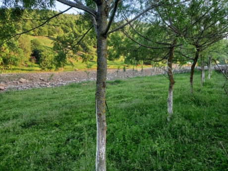 gunluk kiraye evler 2025