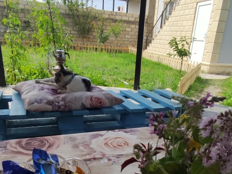 gunluk kiraye evler 2025