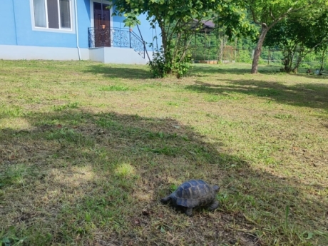 gundelik ev kirayesi